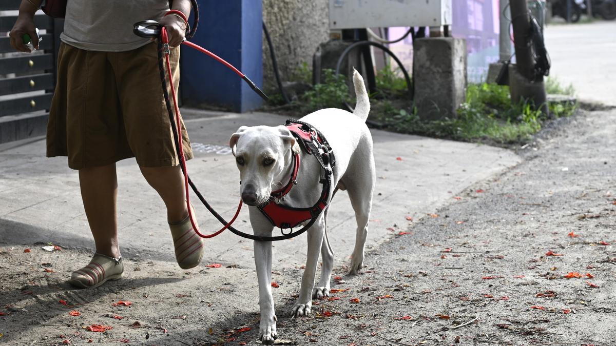 Pet owners bear the brunt of dog bite cases in Coimbatore