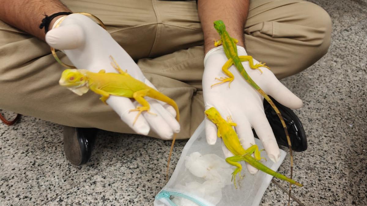 Passenger arrested at Hyderabad airport for smuggling exotic wildlife from Bangkok