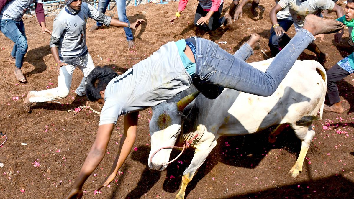 Bull owner gored to death at jallikattu in Dindigul