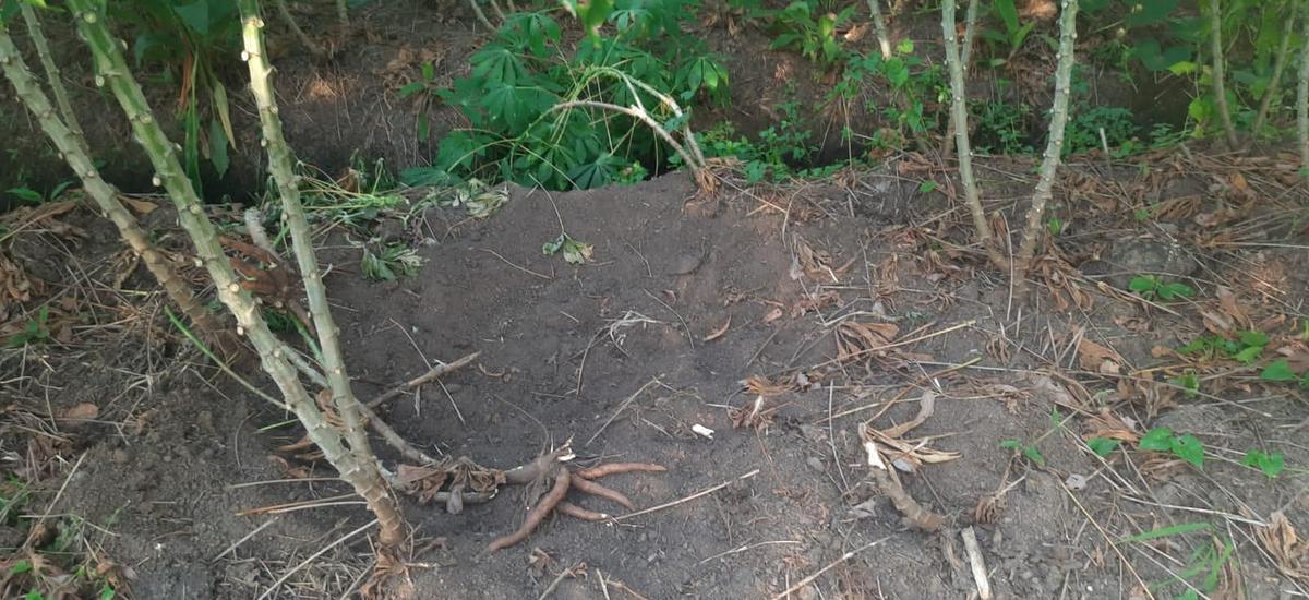 Farms in Chirakkara panchayat in Kollam being ravaged by wild boars