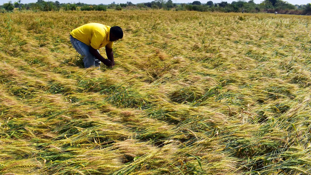 Maharashtra’s Nashik witnesses unseasonal rainfall, crops damaged