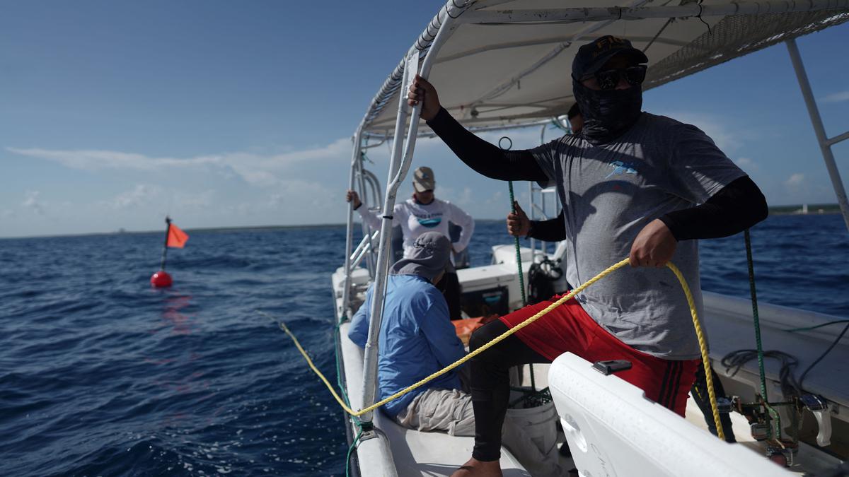 Cuban scientists hunt for clues to save coral reefs as ocean temperatures soar