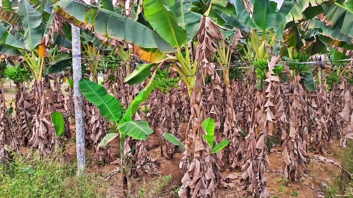 Rise in temperature worries Wayanad residents