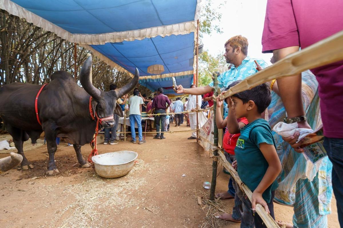 Sabala Bhojanala Panduga si è tenuto al Simhachalam Goshala a Visakhapatnam dal 1 al 5 aprile.