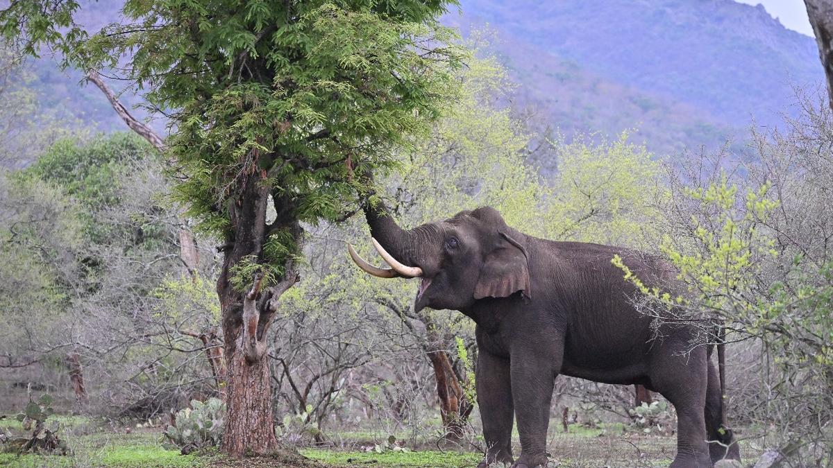 Four workers of private resort in Masinagudi arrested for feeding wild elephant