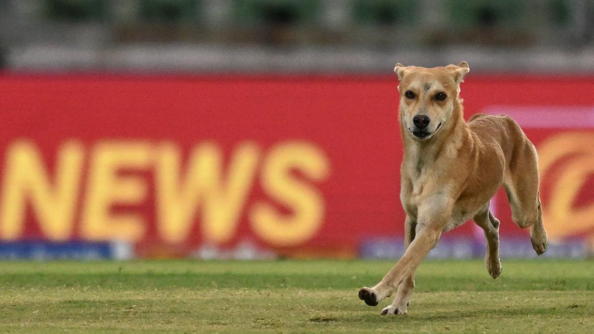 Call for reducing canine rabies through IBCM approach