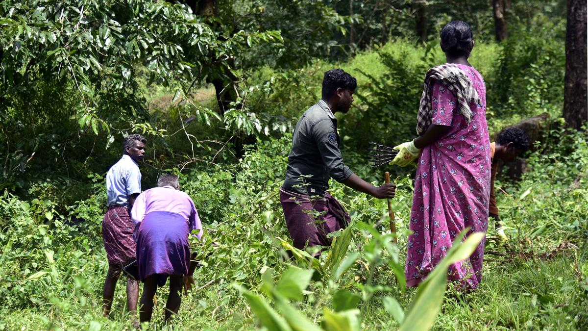 A tribal community takes charge against invasive alien species