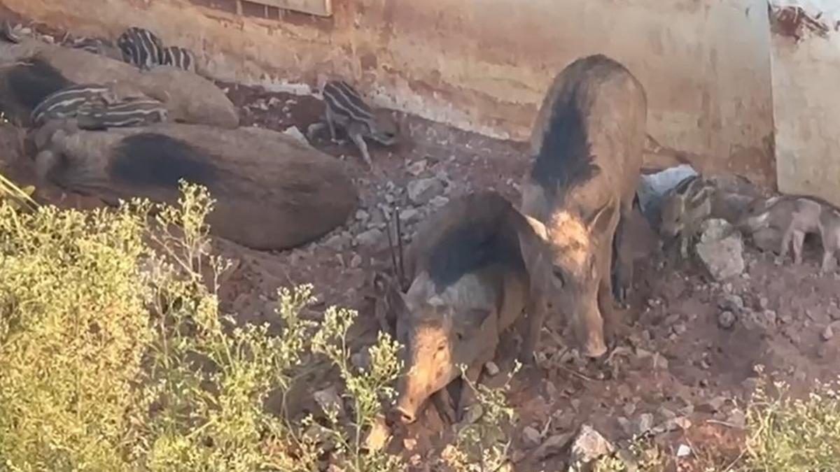 Wild boar-infested areas outside forests to be identified in Coimbatore district