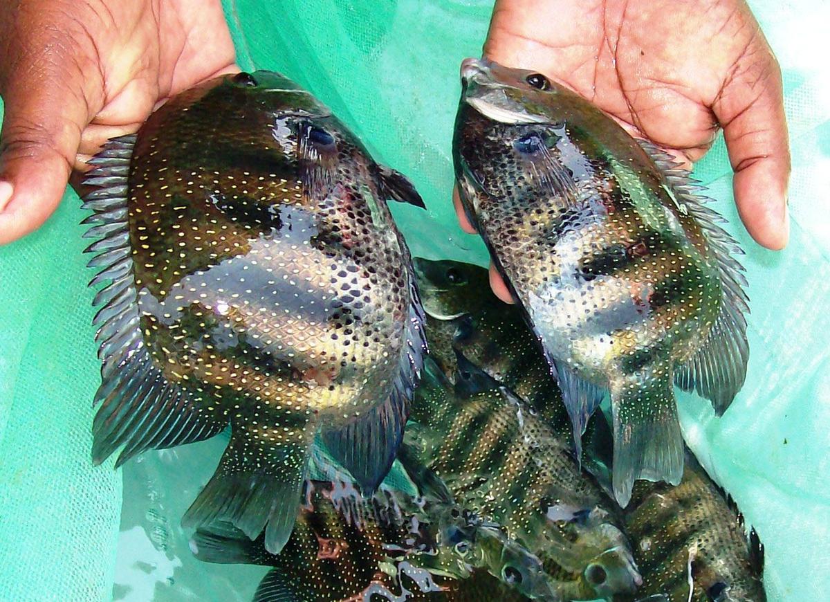 വളർത്തുന്ന തിലാപ്പിയ GIFT, MST, അതോ Chitralda യാണോ | Tilapia Fish Farming  in Kerala 2020 - YouTube