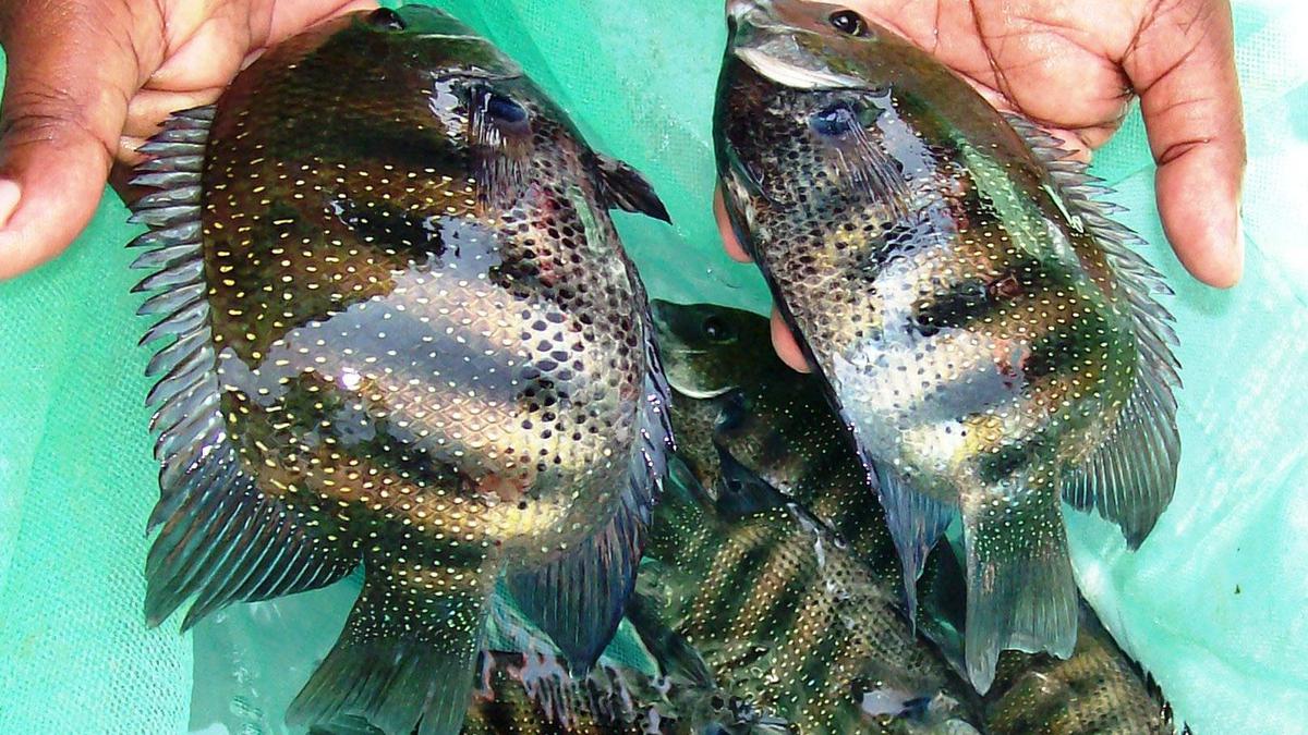 Top Fish Seed Manufacturers in Perumbavoor, Ernakulam - फिश सीड  मनुफक्चरर्स, पेरुम्बवूर , एर्नाकुलम - Justdial