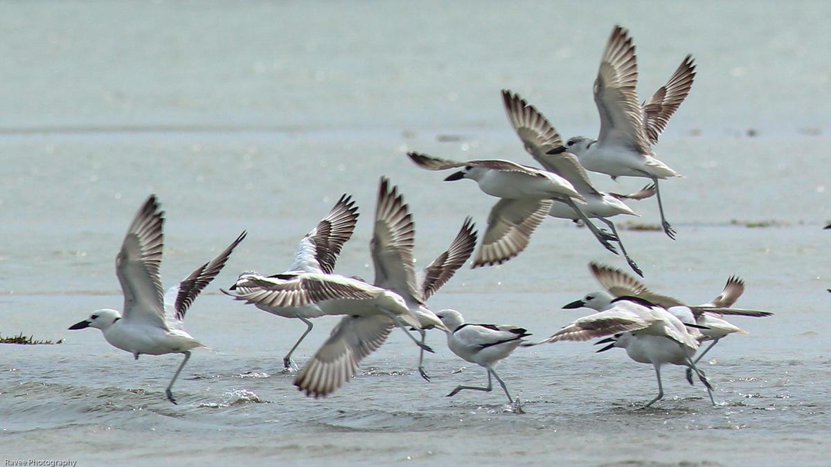 First in India, Tamil Nadu’s Great Vedaranyam Swamp turns breeding ground for burrow nesting shorebird Crab plover