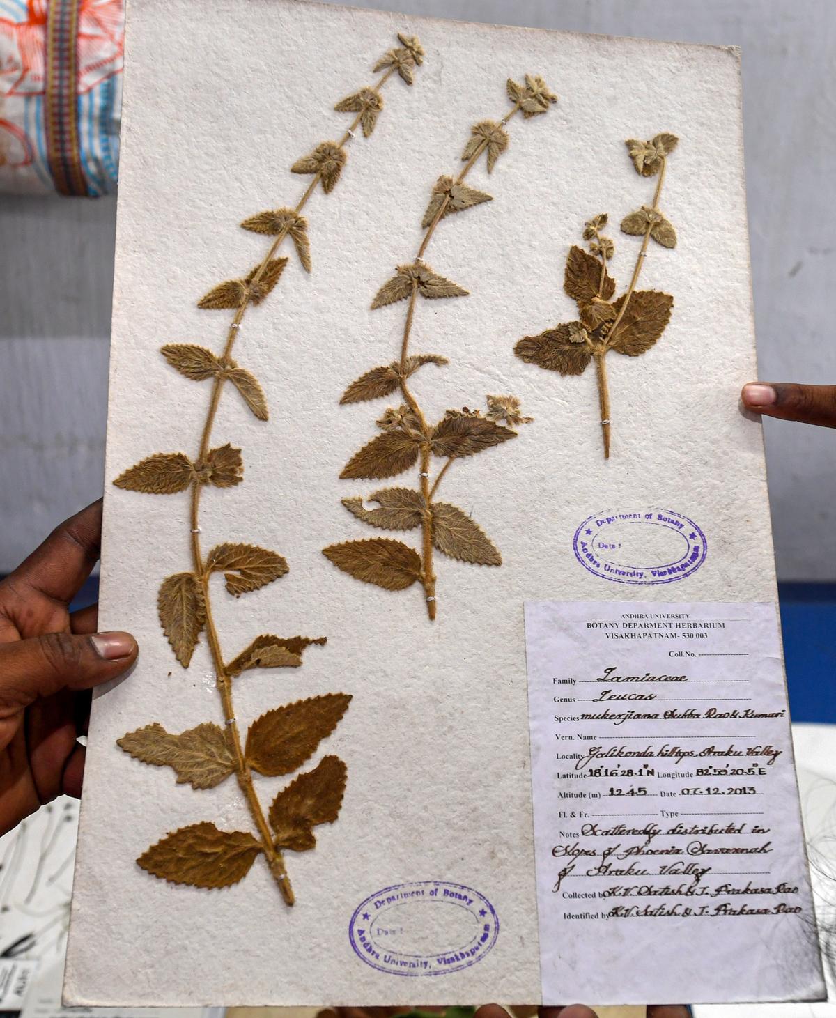 Lamiaceae leucas, una planta endémica del valle de Araku, en el herbario del Departamento de Botánica de la Universidad de Andhra, Visakhapatnam. Lamiaceae leucas, una planta endémica del valle de Araku, en el herbario del Departamento de Botánica de la Universidad de Andhra, Visakhapatnam.