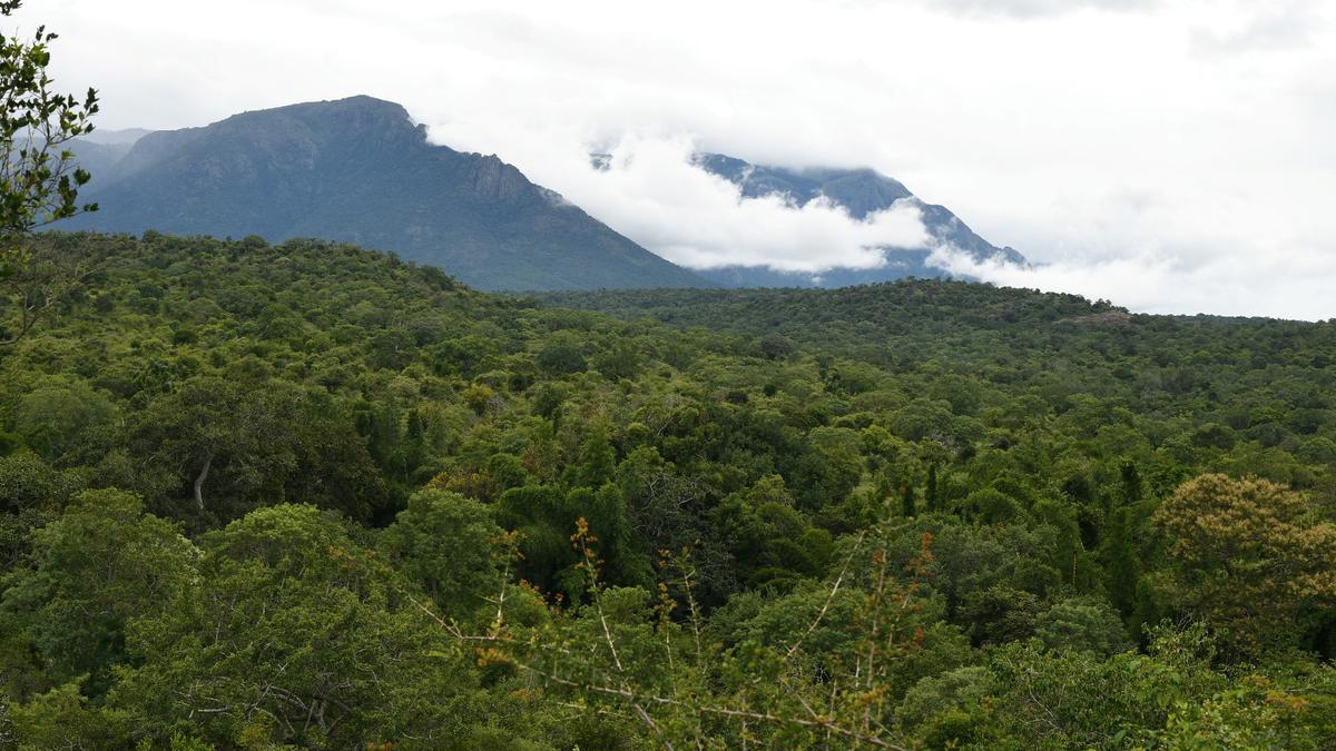 Forest loss from SE Asia rubber is up to 3 times more than thought: study