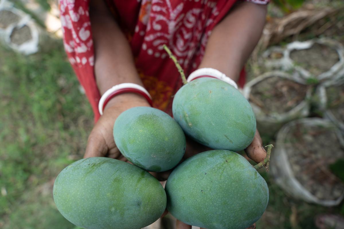 Amar Khamar is working towards bringing single-estate rare mangoes to urban diners this year. Amar Khamar is working towards bringing single-estate rare mangoes to urban diners this year.