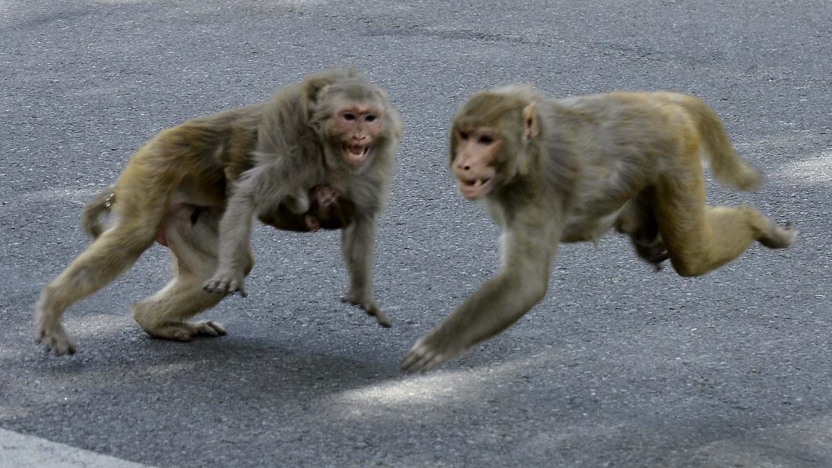 Telangana’s Mulugu and Warangal residents mistake earthquake for monkey mischief