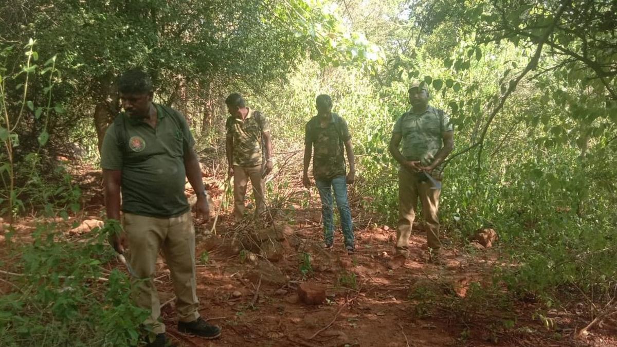 Forest Department intensifies patrolling in Coimbatore Tiger Habitats after poaching incident