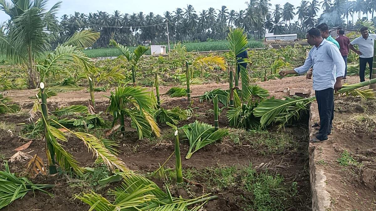 Namakkal Collector holds peace meeting after unidentified persons damage arecanut, tapioca plants at Chinnamaruthur