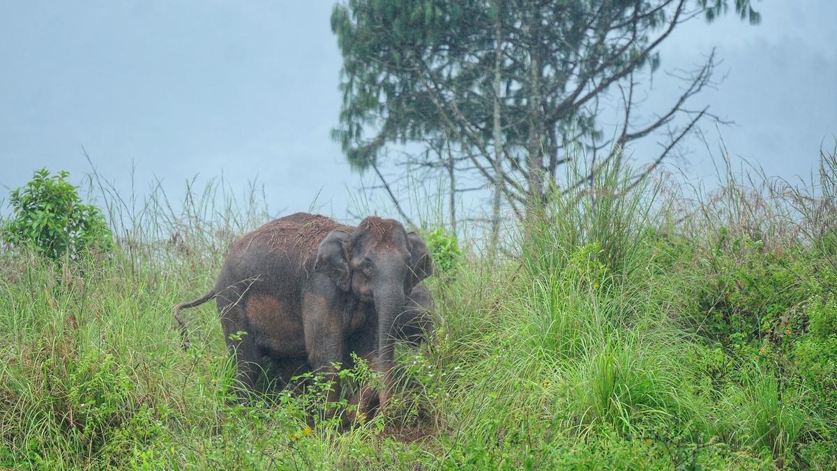 Four sustain injuries in wild elephant attack in Kozhikode