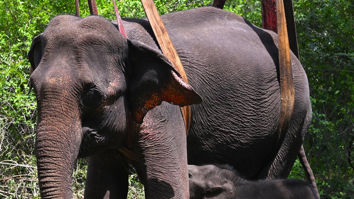 Coimbatore | Treatment continues for ailing elephant amid signs of recovery