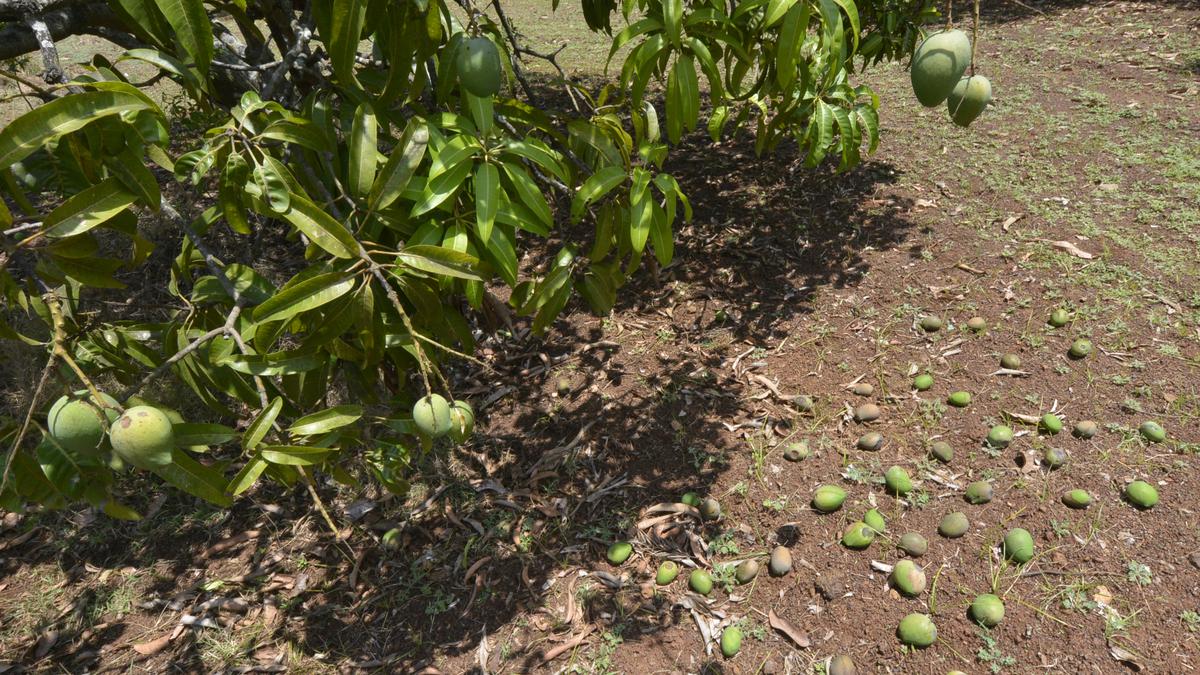 50% of mangoes ready for harvest destroyed in Kolar due to hailstorm