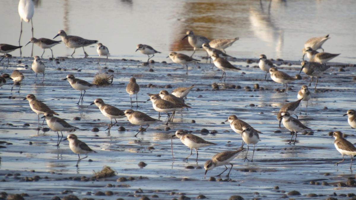 Asian Water Birds Census to begin in early January in Godavari estuary