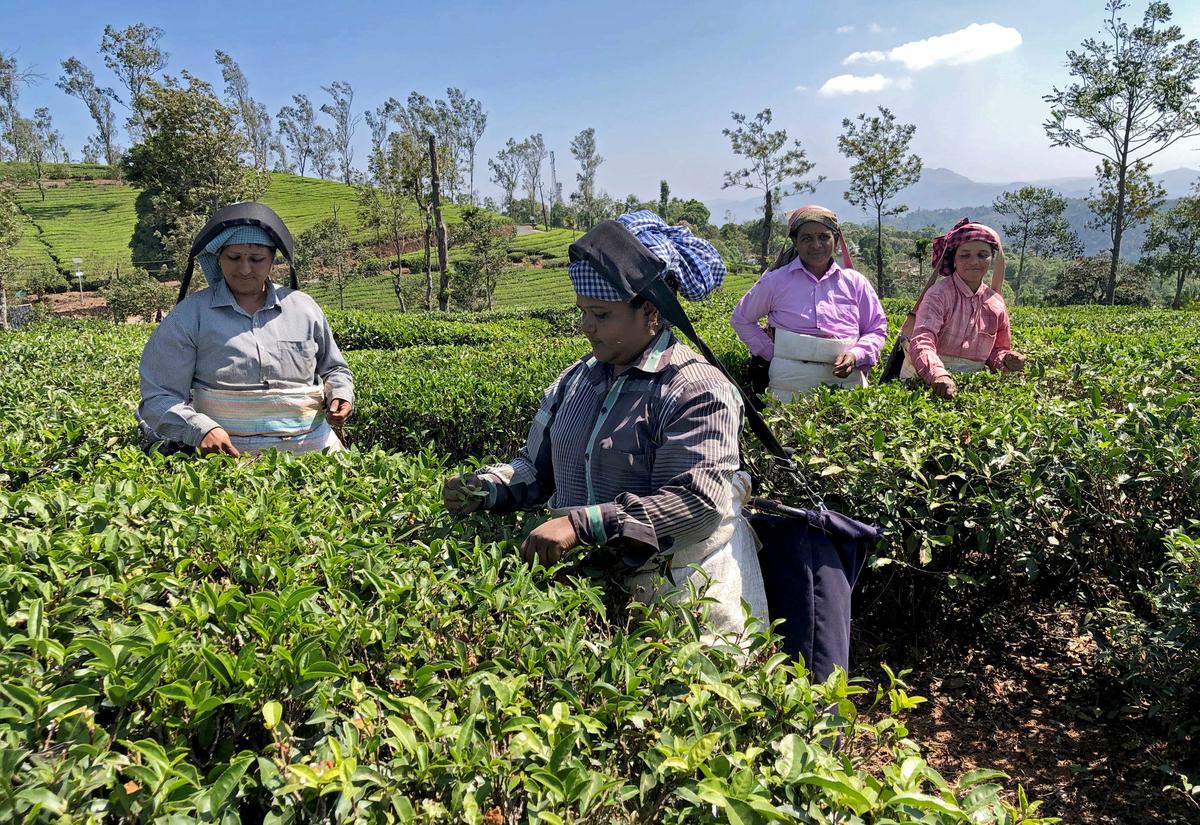 The tea plantation industry in the Peerumade hills of Idukki has reached a historic milestone, marking 150 years since its first recorded commercial cultivation in 1875