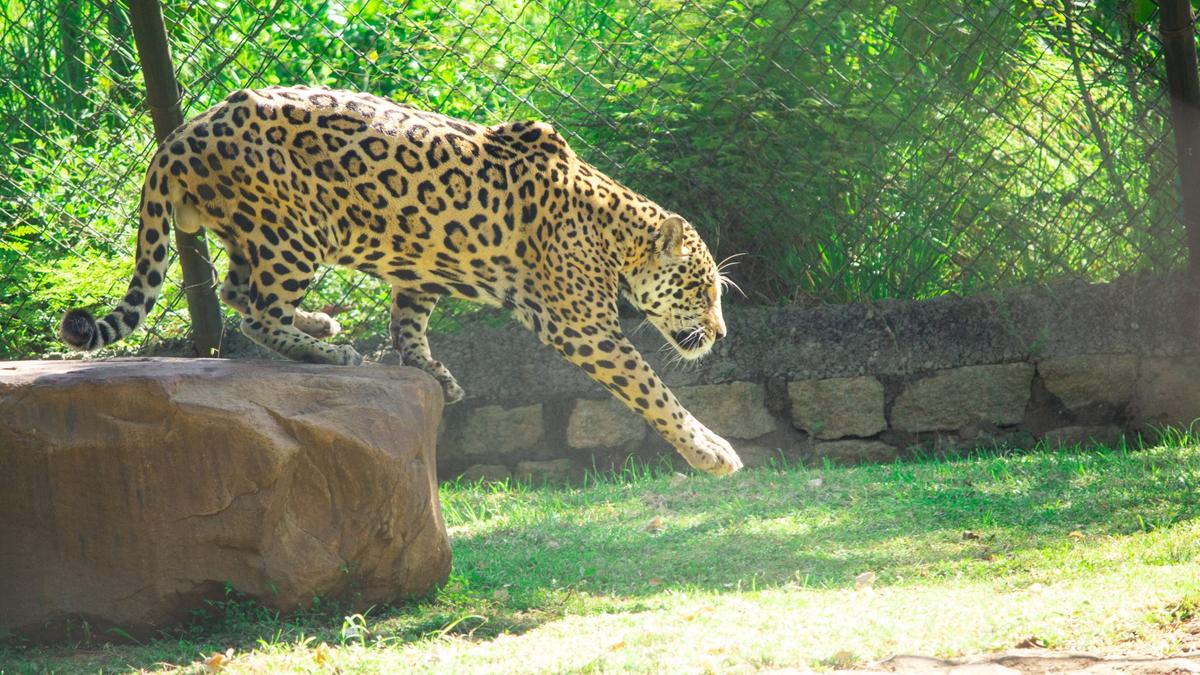 Male Jaguar dies at Tirupati zoo