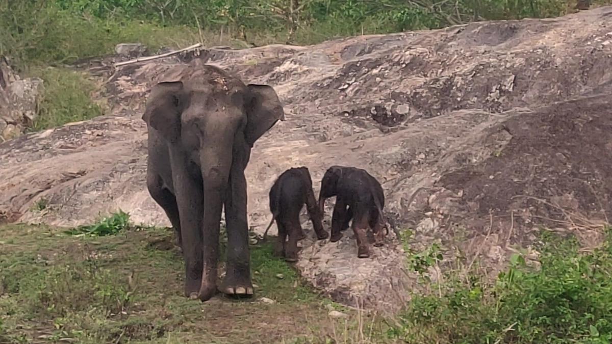Video | Elephant gives birth to twin calves in Bandipur, Karnataka - The  Hindu