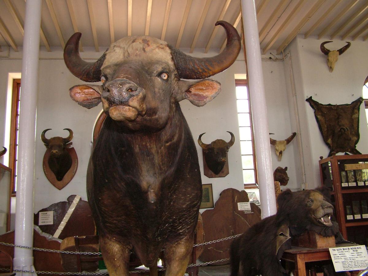 A giant stuffed Indian Gaur from the Biligiri Hills of Karnataka, an exhibit at  Gass Forest Museum
