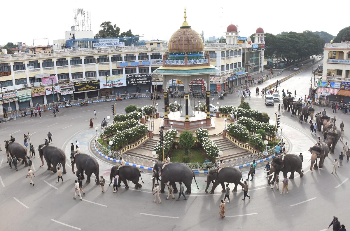 Dasara rehearsal gains momentum as all 14 elephants hit the procession trail  - The Hindu