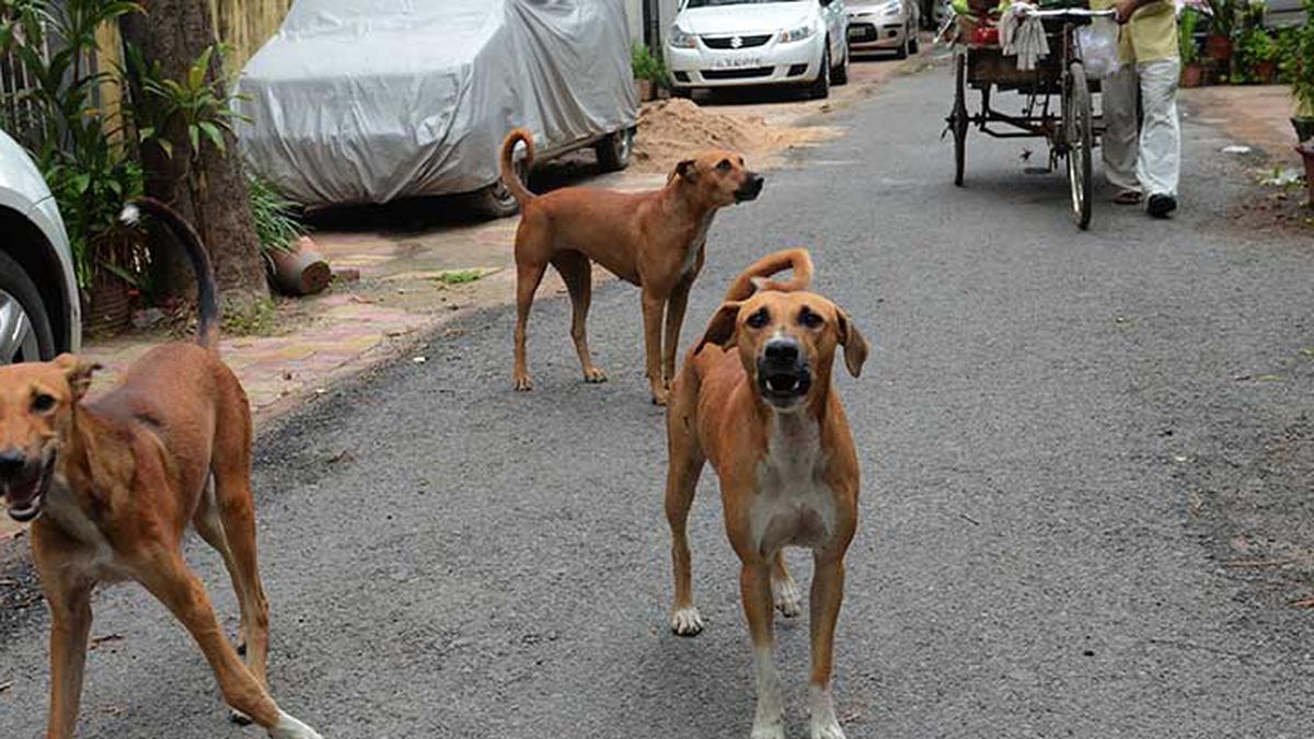 Child rights panel summons MCD chief over stray dogs mauling two children in Delhi