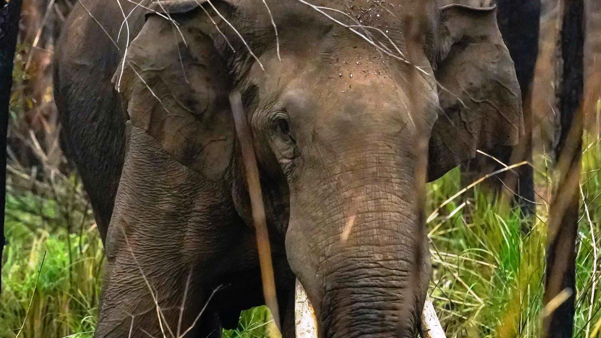 SC dismisses Kerala HC plea against order asking it to translocate rogue tusker to Parambikulam reserve