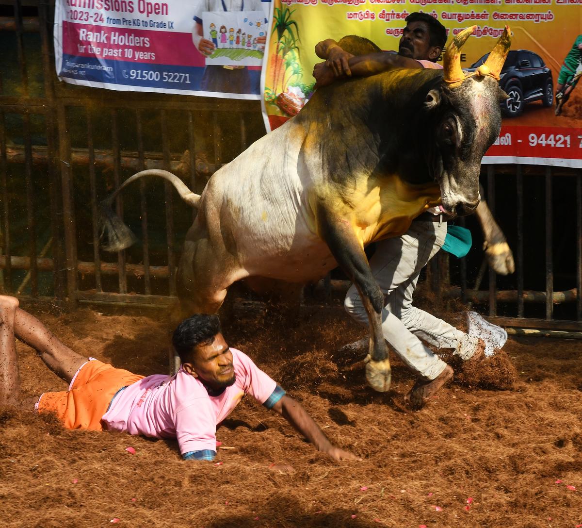 9864 15 1 2023 14 45 3 3 AVANIYAPURAMJALLIKATTU 08
