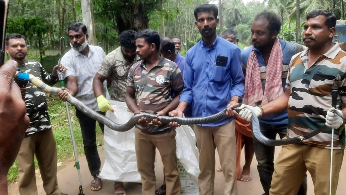 13-foot-long king cobra rescued in Kanniyakumari district