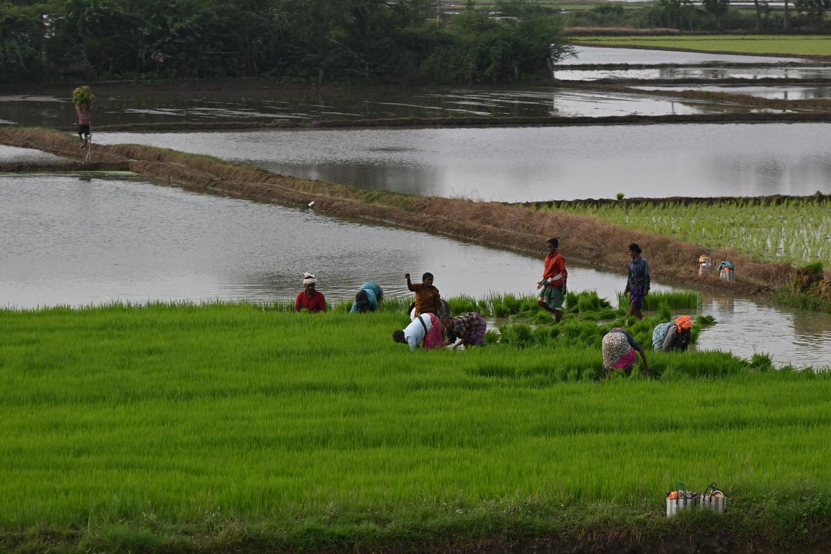 thehindu.com - T. Ramakrishnan - Farm sector's continued poor performance, an area of concern for Tamil Nadu