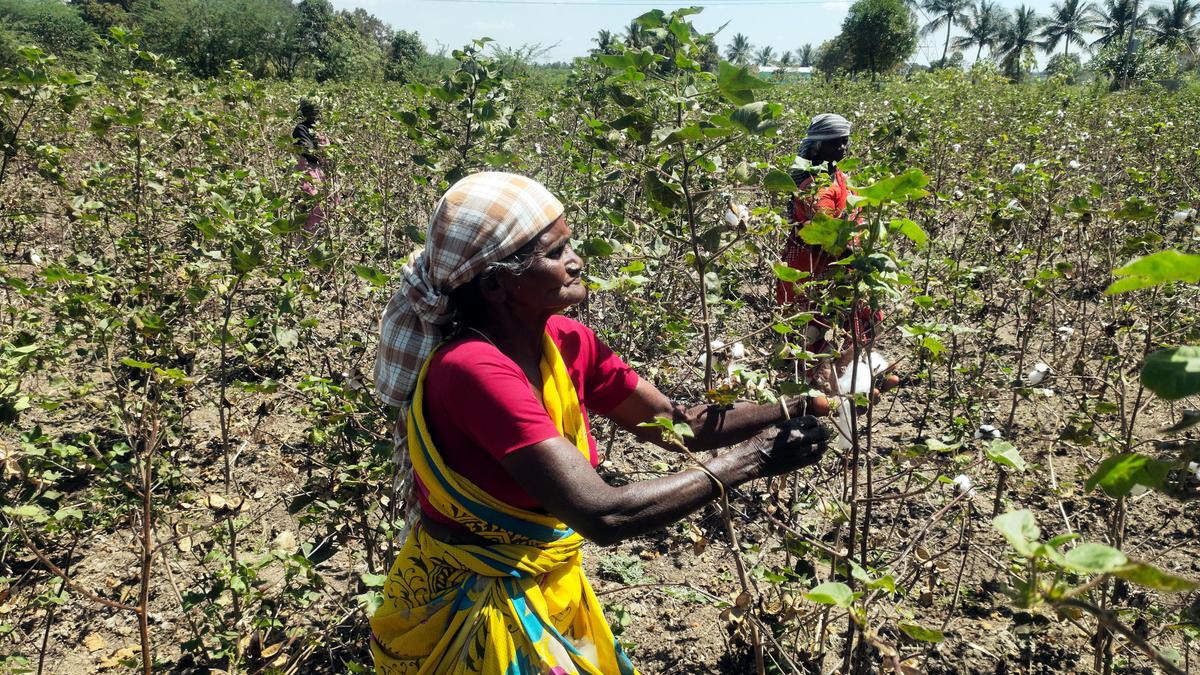 Tamizhaga Vivasayigal Sangam urges government to reconsider stand on import duty on cotton