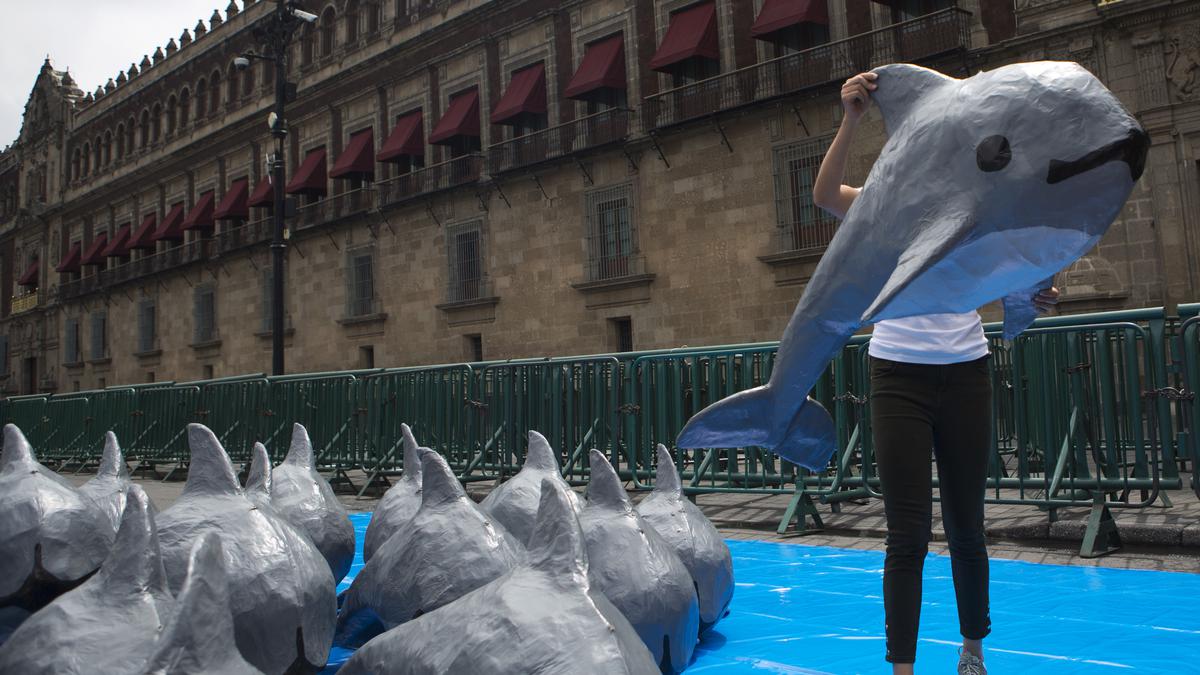 Extinction alert issued for Mexico's threatened vaquita porpoise