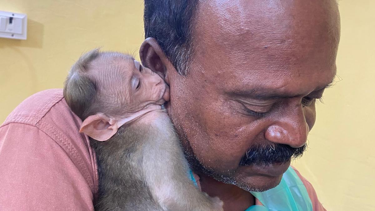 Let veterinarian interact with baby monkey at Vandalur zoo, orders Madras High Court