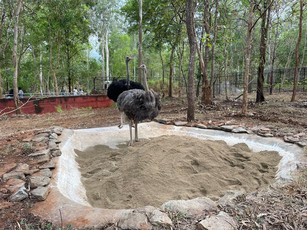 A pair of ostriches have reached Tyavarekoppa Tiger and Lion Safari in Shivamogga taluk. 