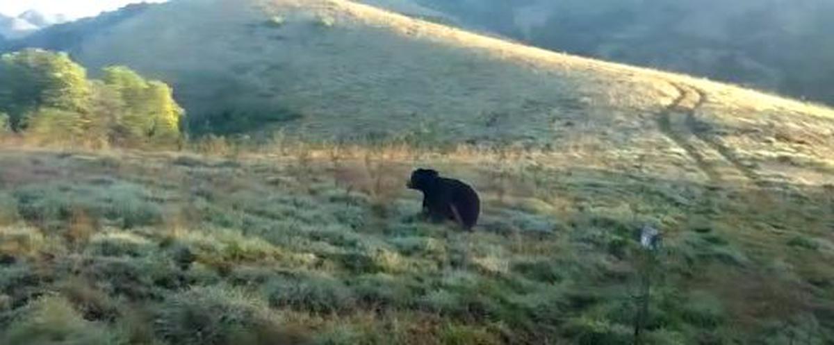 Sloth bear captured in the Nilgiris, released into national park