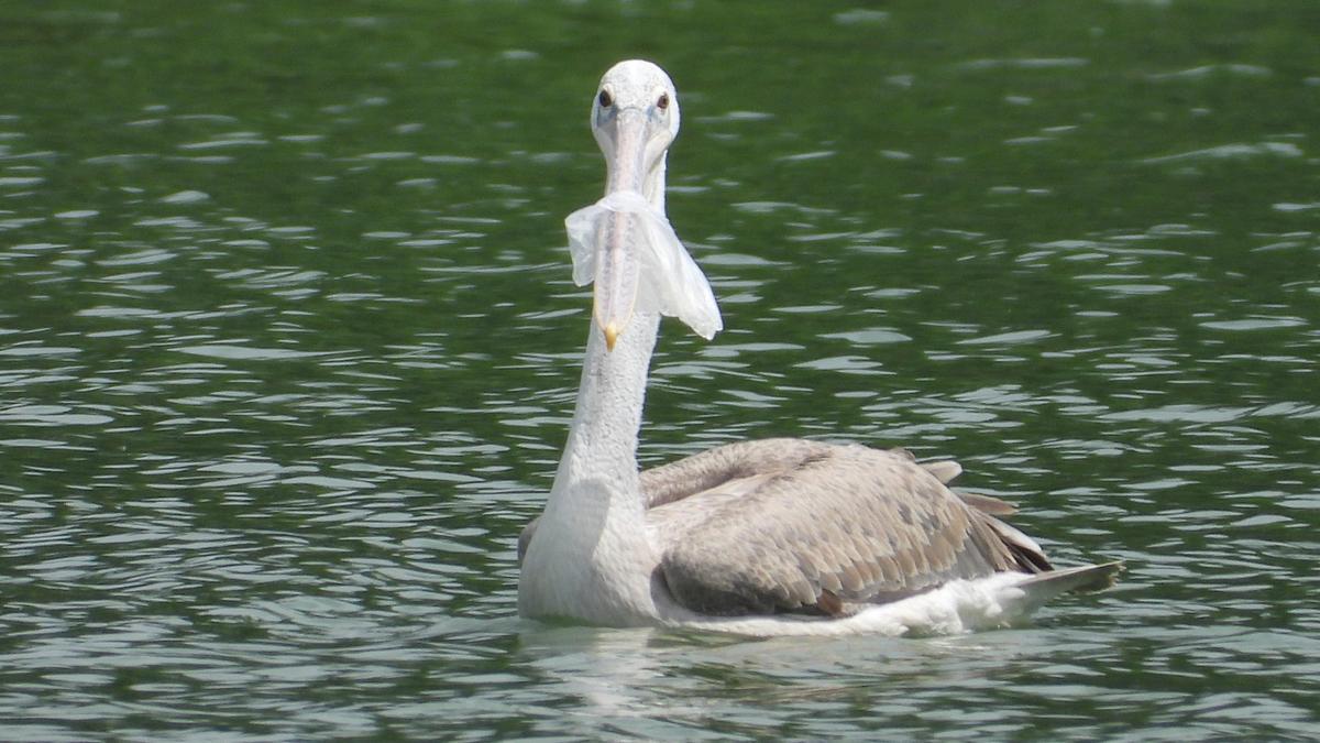 Fishnets, discarded plastics in tanks pose threat to water birds, finds census