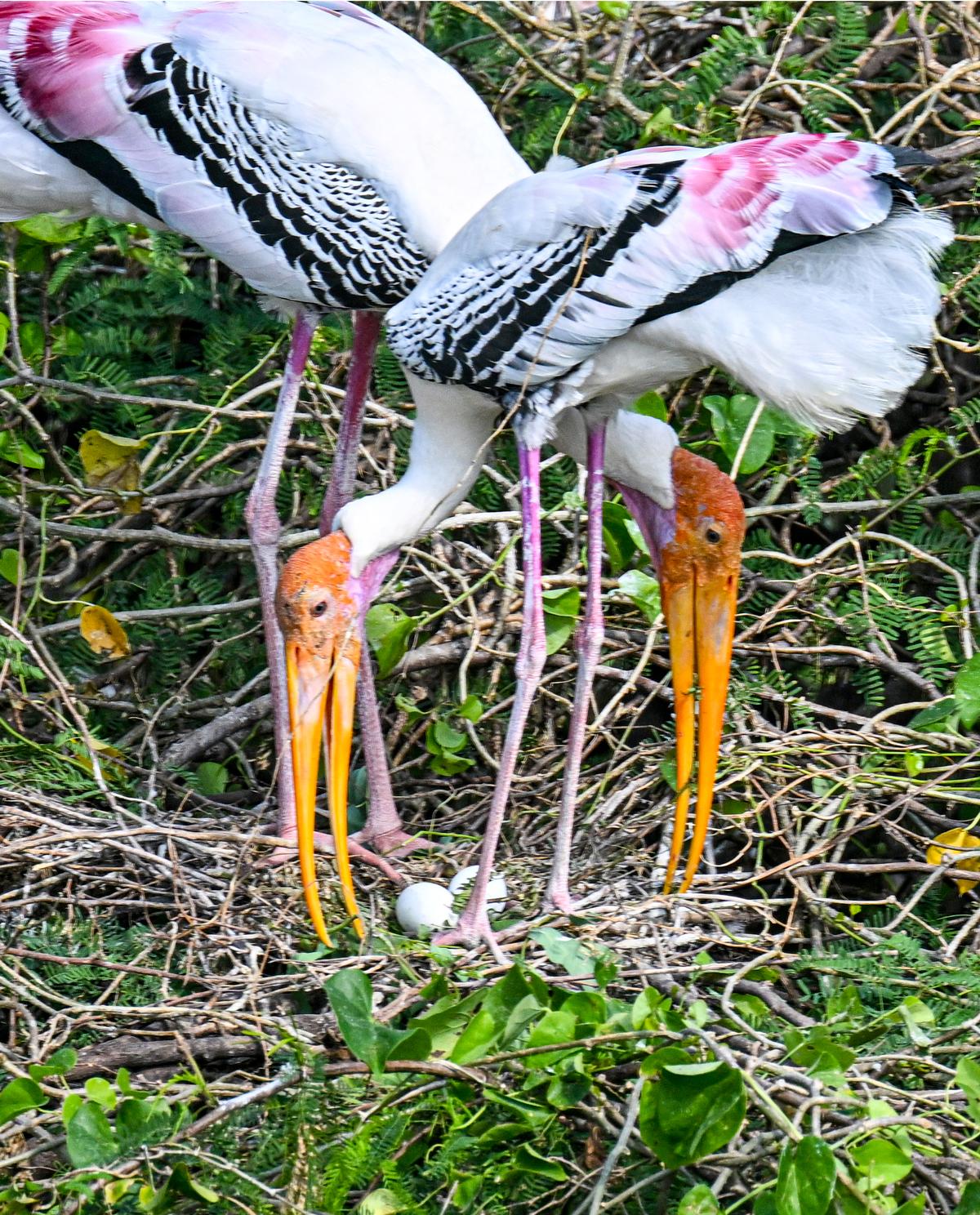 A pair of starchs made by eggs made by eggs in Teleanilapuram village of Srikakulam district, 5 km from Visakhapatnam. 