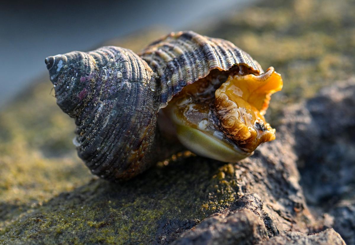 A ribbed turbo snail spotted during a seashell identification walk by WWF India and East Coast Conservation Team in Rushikonda in Visakhapatnam. 