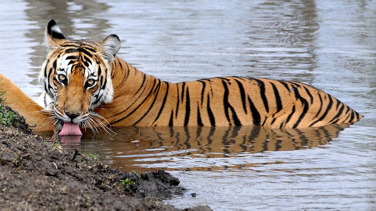 Concerns over rising tiger population in Karnataka