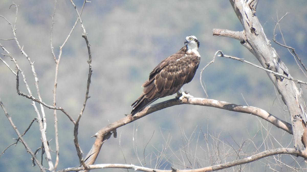 Survey records 9,494 birds in 20 wetlands in Coimbatore district The