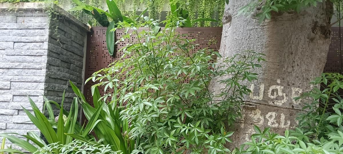 A baobab tree at Thiruvengadam Street in Gokulam Colony, West Mambalam on October 1, 2025. A baobab tree at Thiruvengadam Street in Gokulam Colony, West Mambalam on October 1, 2025.