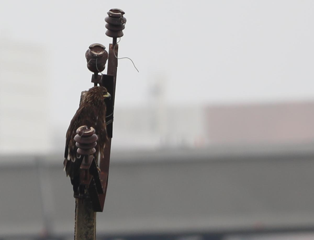 A spotted eagle sighted at Perumbakkam wetland on November 2, 2024