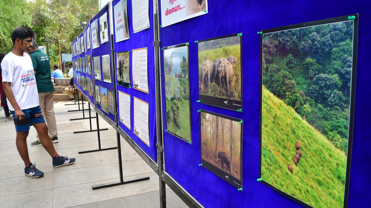 ‘Elephants Forever’ exhibition raises voice for national heritage animal in Coimbatore