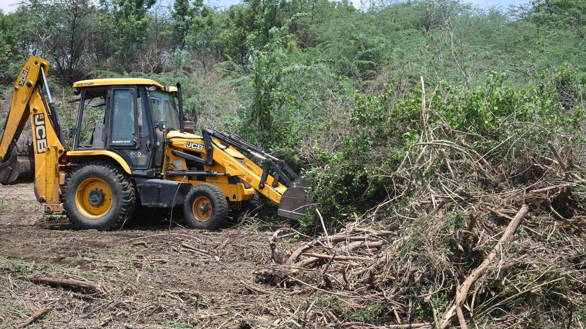 NGO to remove Seemai Karuvelam trees from Panamarathupatti Lake in Salem