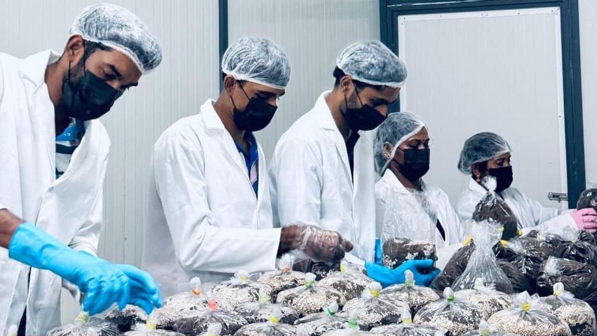 How three volleyball players from Kerala started a thriving mushroom business